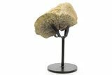 Fossil Triceratops Vertebra Section w/ Metal Stand - South Dakota #378574-1